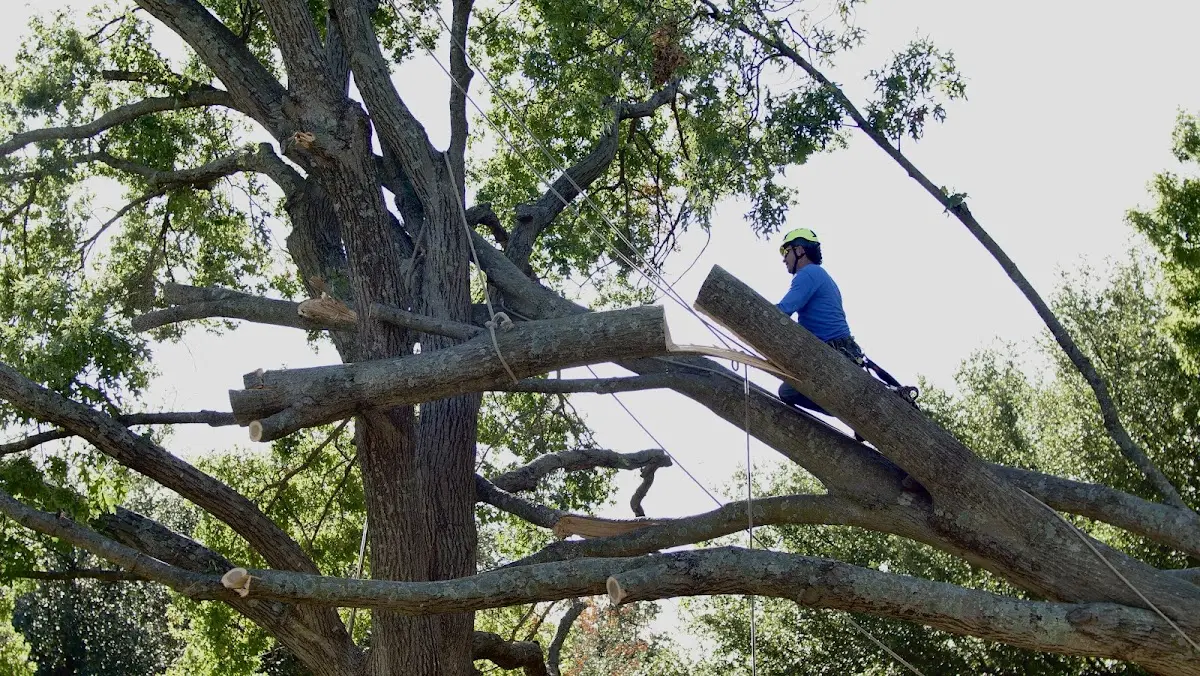Professional Crown Thinning performed by certified arborists in Northfork