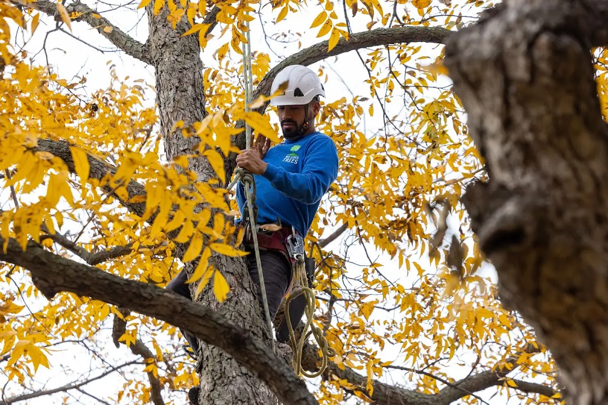 Skilled Storm Damage Cleanup crew working in Northfork